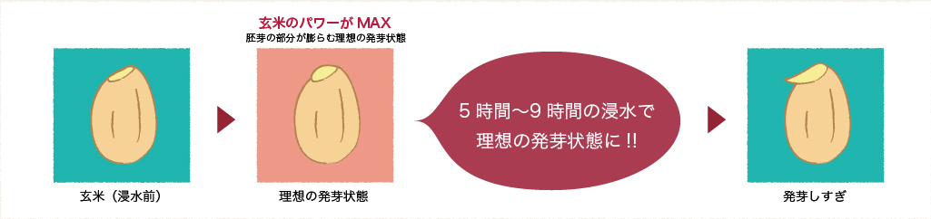 5〜9時間の浸水で理想の発芽状態に
