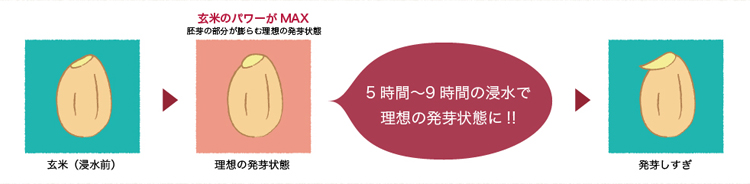 5〜9時間の浸水で理想の発芽状態に